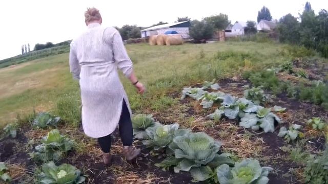 Огородное настроение . Видос для своих .Ольховатский район .Воронежская область . смотреть онлайн
