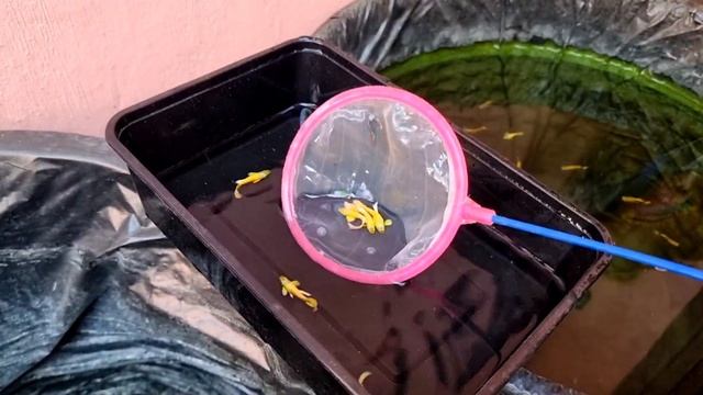 Bet You Will Start Keeping Guppies In Storage Boxes After Watching This! смотреть онлайн