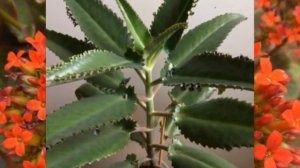 Каланхоэ-цветок здоровья:истории и легенды