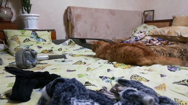 83. Кот и массажёр. смотреть онлайн