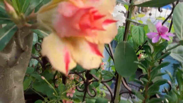 multi grafting in a single adenium plant смотреть онлайн