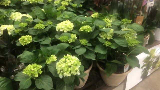 🪴🌸LOWES INDOOR PLANTS AND PATIO PLANTS | SHOP WITH ME #LOWES #INDOORPLANTS #SHOPWITHME