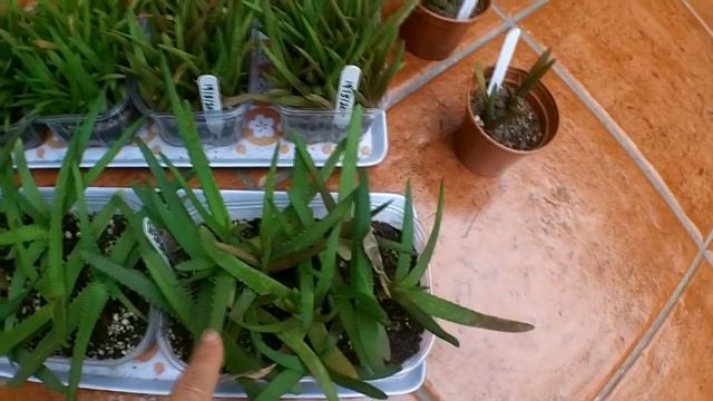 My Aloe arborescens & Aloe elgonica seedlings UPDATE смотреть онлайн