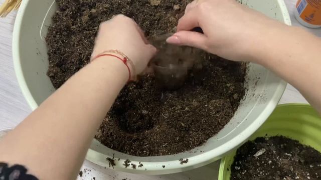 Пересадка и укоренение петунии смотреть онлайн