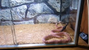 Маисовый полоз