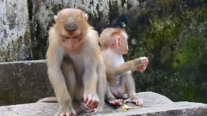 OMG ! Pitty Baby Leo... Libby Gave Him Ultimate Lessons | Tree Monkeys EP 211