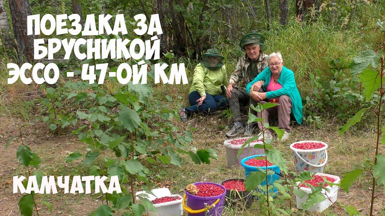 За брусникой! смотреть онлайн