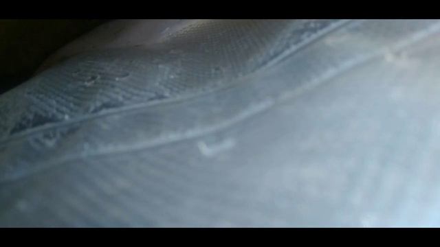 Кинолог Кубани