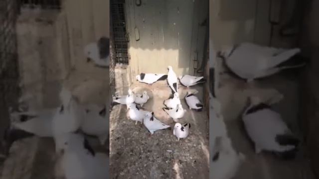 Армянские бойные голубы Сурена.  #subscribe #голубеводство #голуби #pigeon #pigeons #pigeonlover