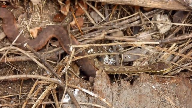 The Ussuri Pit Vipers / Уссурийские щитомордники (Gloydius ussuriensis) смотреть онлайн
