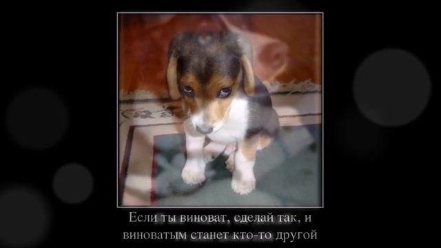 Веселые картинки. Приколы про собак смешные. смотреть онлайн