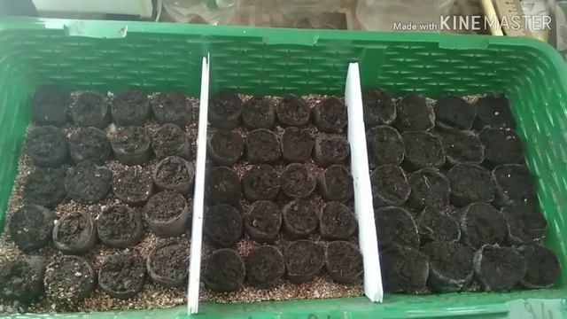 Сеем лобелию в таблетки.