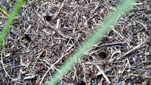 Как муравьи едят сахар