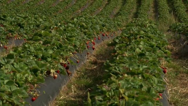 Клубника Сан Андреас смотреть онлайн