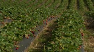 Клубника Сан Андреас