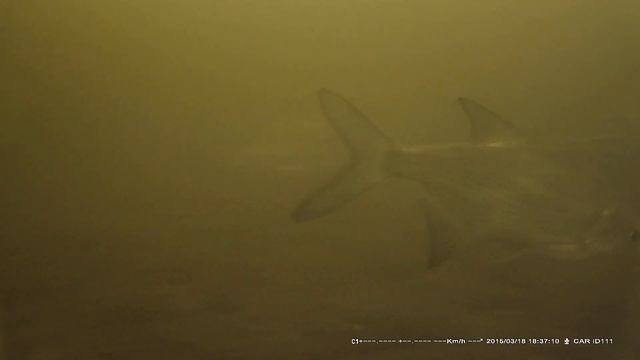 Камера для рыбалки. CAM2 0019 смотреть онлайн