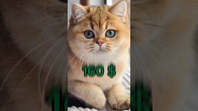 топ 3 самых популярных пород кошек в мире!🐱 #коты #википедия #популярное смотреть онлайн