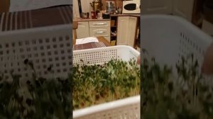 Микрозелень. Продолжение. Как развивается, какой имеет вкус.