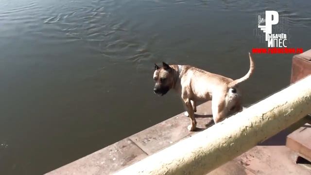 Самая умная собака в Мире! Нереальный трюк! смотреть онлайн