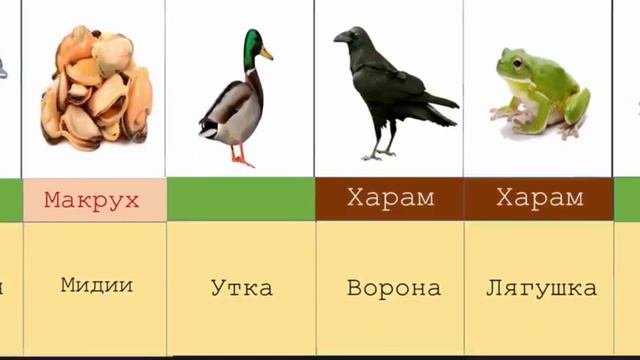 Харам и Халяль мясо животных в Исламе смотреть онлайн
