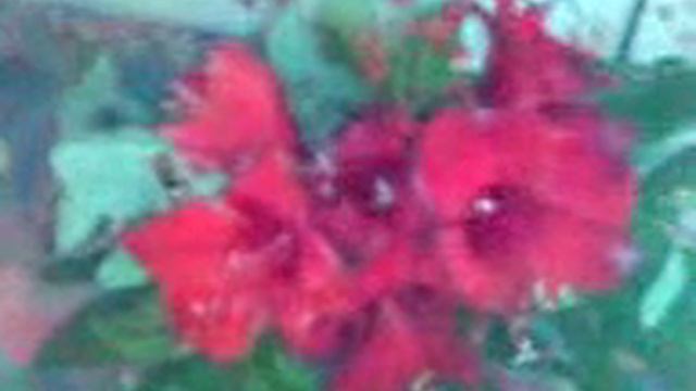 Flowers for you смотреть онлайн