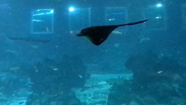 SEA Aquarium Singapore 2020,  #SEA_Aquarium,#aquarium,#Singapore