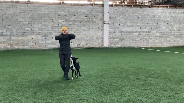 Танцы с собаками Dog dance Тимошина Светлана & Брина. Танец "Магия Востока".Тренировка.20.02.2023 г смотреть онлайн