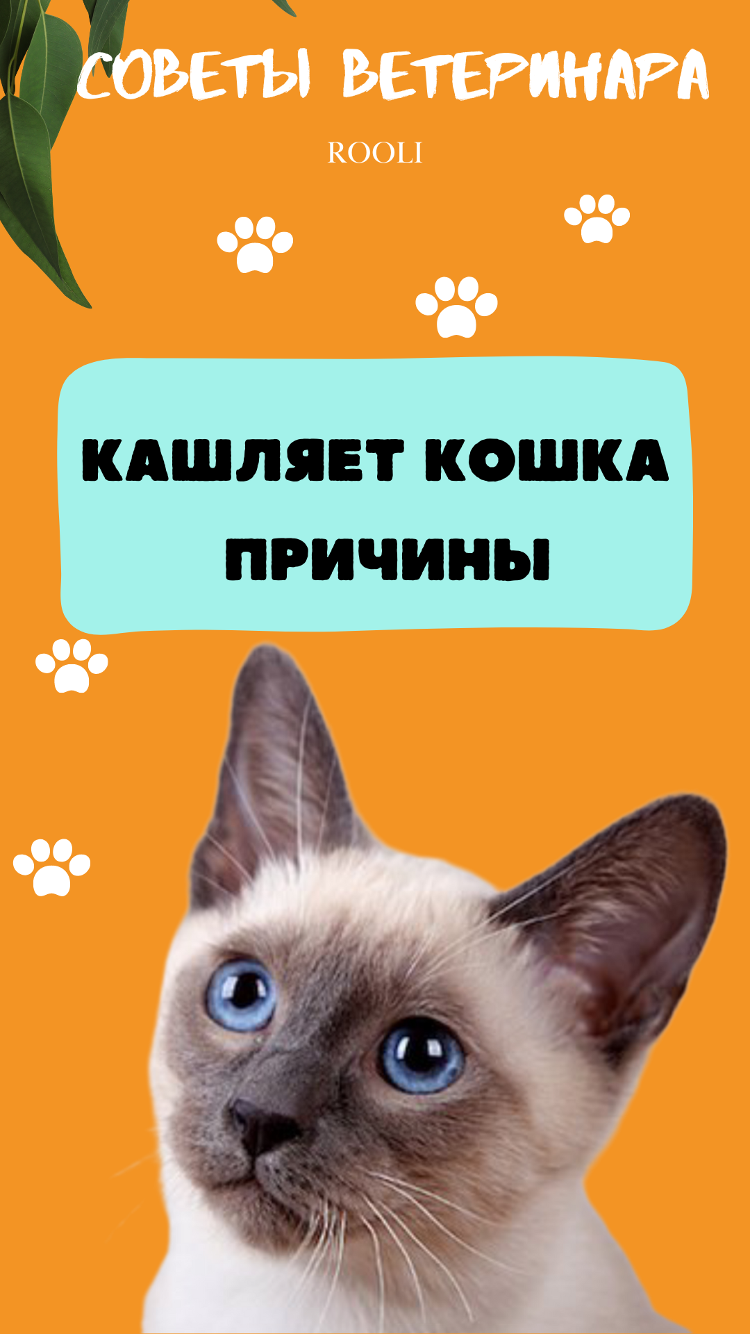 Кошка кашляет. Причины кашля у кошек. смотреть онлайн