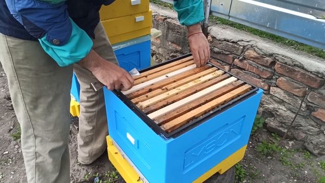 Противороевой метод Демари. Расширение гнезда пчёл. Постановка второго дадановского корпуса смотреть онлайн