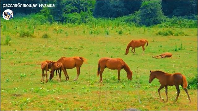 КРАСИВАЯ НЕВЕРОЯТНАЯ МУЗЫКА! Чарующие, нежные проникновенные мелодии! Божественная музыка С.Грищук смотреть онлайн