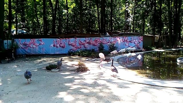 Розовый фламинго экопарк Фельдман. Pink flamingo. смотреть онлайн