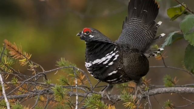 ЧЕМ ПИТАЮТСЯ ПТИЦЫ ? смотреть онлайн