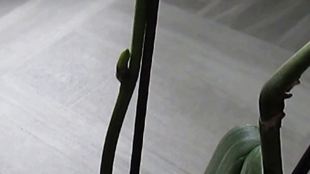 Цитокининовая паста для стимуляции зарождения Деток у Орхидеи Фаленопсис! смотреть онлайн