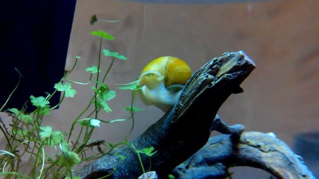 Ампулярия объедает аквариумное растение