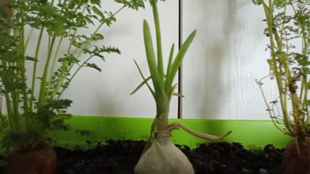 Морковь в горшке в квартире почти на подоконнике смотреть онлайн