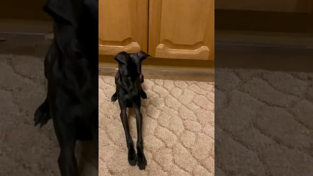 Прекрасный Виконт. Щенки левретки от очень красивых родителей.puppy, Italian greyhound смотреть онлайн