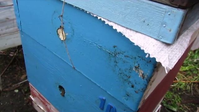 резкое осеннее потепление в центральном регионе России, чем оно опасно для пчел смотреть онлайн