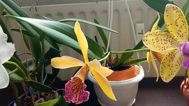 Unplanned cattleya orchid craze! Love them to bits! 😃 смотреть онлайн