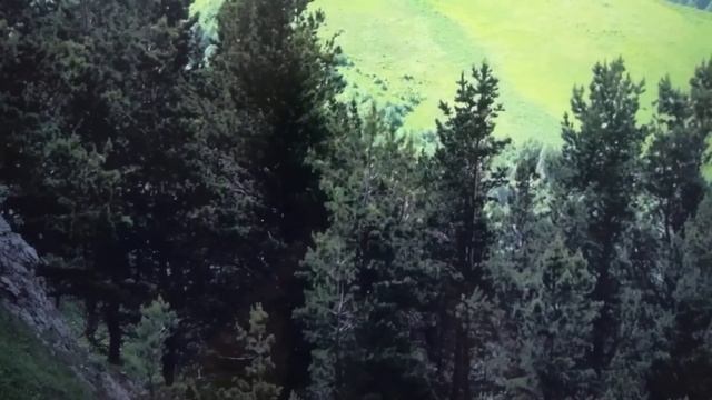 цветы природа смотреть онлайн