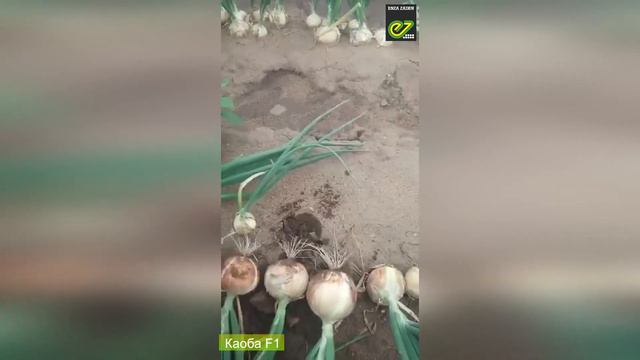 Для тех, кто реально хочет заработать на луке! смотреть онлайн