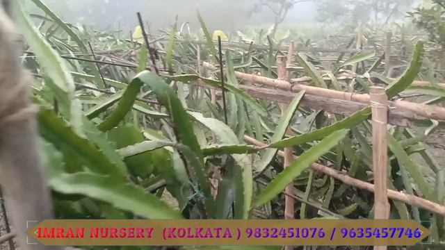 IF YOU WANT TO HAVE A DRAGON PLANT IN IMRAN NURSERY PLEASE CONTACT || A VERY BEAUTIFUL FRUIT DRAGON смотреть онлайн