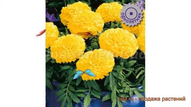 Бархатцы прямостоячая Антигуа Голд ? Антигуа Голд обзор: как сажать, семена бархатцев Антигуа Голд смотреть онлайн