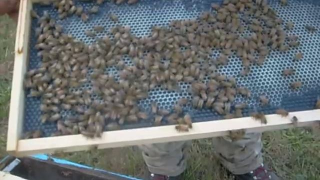 Beekeeper in Oregon- Honey Tree Apiaries смотреть онлайн
