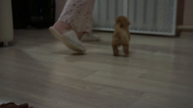 LD HENTEYVI смотреть онлайн