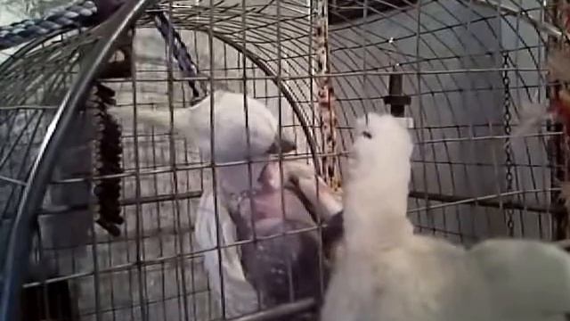 какаду Рита смотреть онлайн