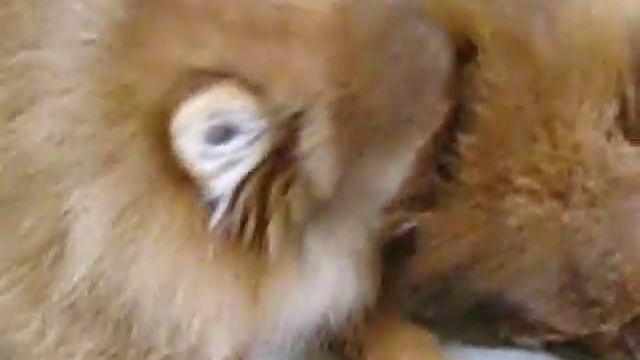 УНО 4 мес заботливый брат MVI 3184 смотреть онлайн