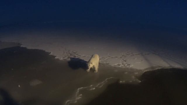 Весёлый полярный медведь. смотреть онлайн