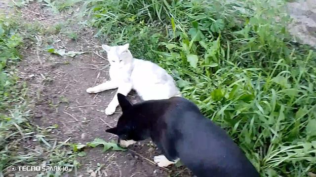 мой кот Фунтик гоняет плюшку смотреть онлайн