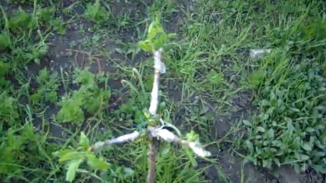 прививка сливы на алычу 2018 (2) смотреть онлайн