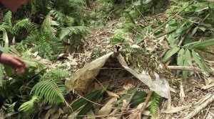 Robert sells pigs at the highland market.  Green forest life